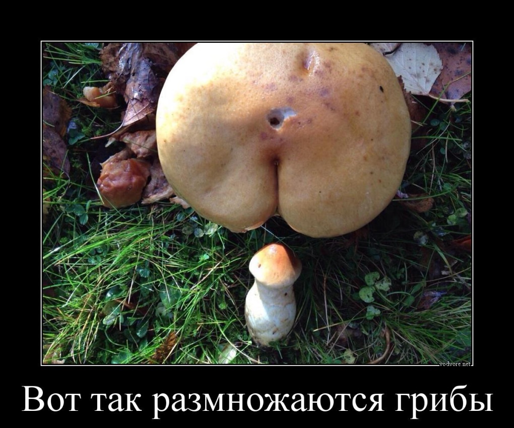 порно по грибы фото 88