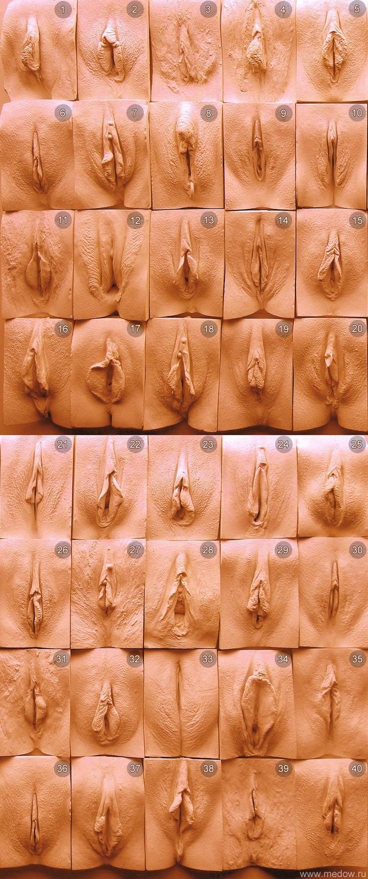 Разновидность вагин и пенисов