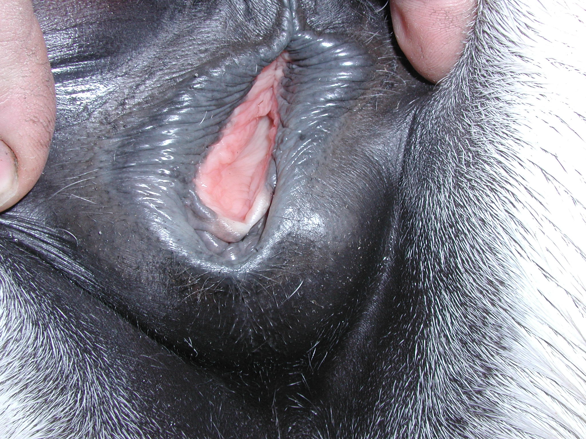 собачья сперма в женском влагалище фото 115