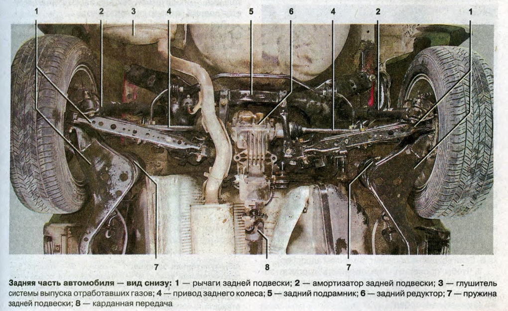 Красивые голые женщины вид снизу